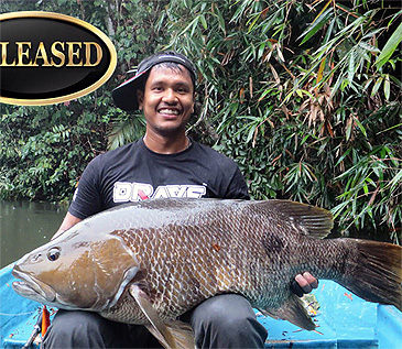 3296_Freshwater Snapper_Lutjanus fuscescens.jpg 3296_Freshwater Snapper_Lutjanus fuscescens.jpg